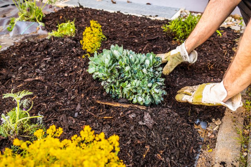 Hedge Planting in Honolulu, HI