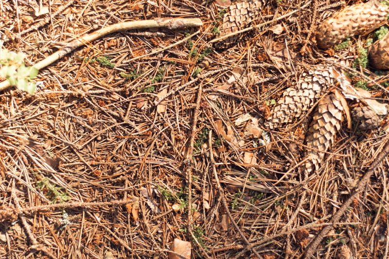 Leaf Removal in Ventura County, CA