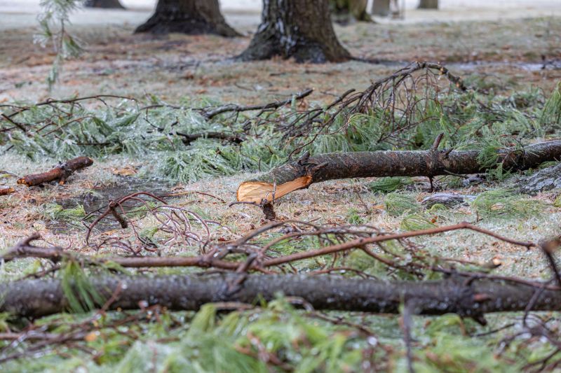 Pine Straw Raking in Honolulu, HI
