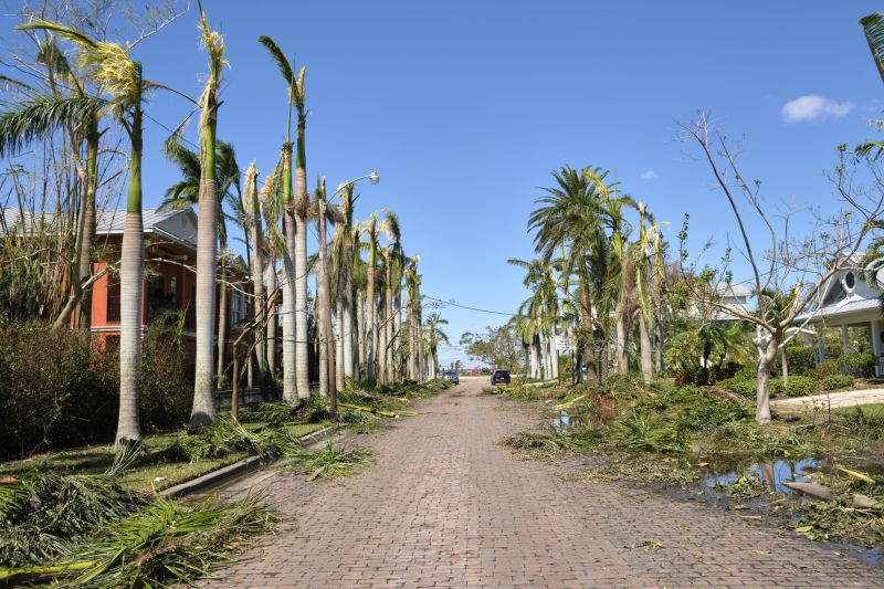 Tree Limb Cleanup in Ventura County, CA