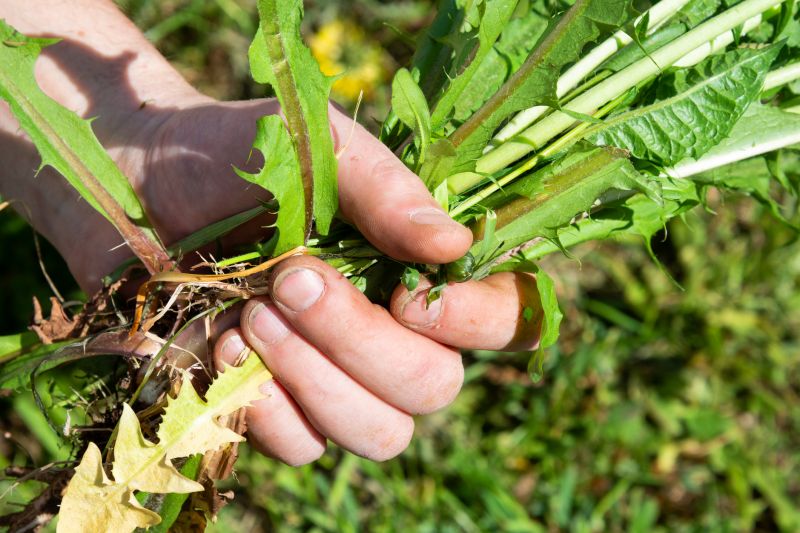Weeding Service in Aiken, SC