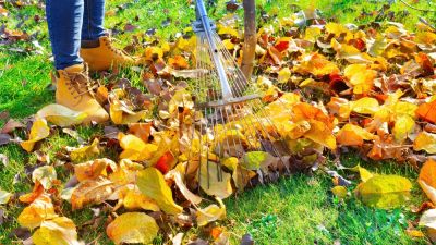 Leaf Raking